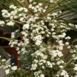 Spiraea x vanhouttei