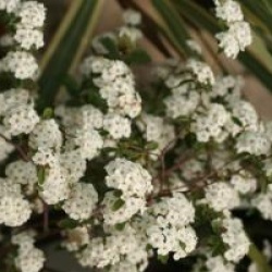 Spiraea x vanhouttei