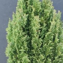 Chamaecyparis lawsoniana ellwood's pillar