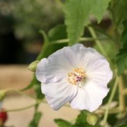 Abutilon vitifolium 'Album'