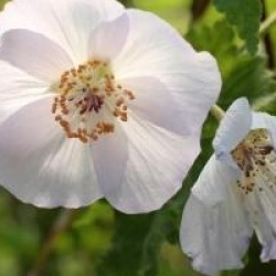 Abutilon vitifolium 'Album'