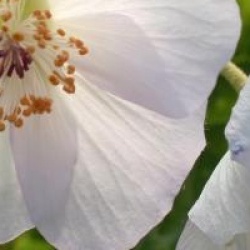 Abutilon vitifolium 'Album'
