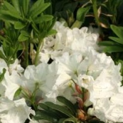Rhododendron 'Mrs A.T. de la Mare'