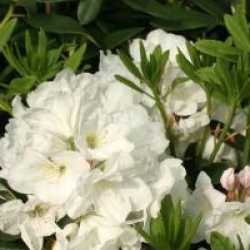 Rhododendron 'Mrs A.T. de la Mare'