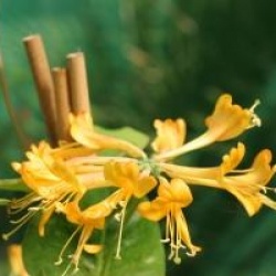 Lonicera x tellmanniana