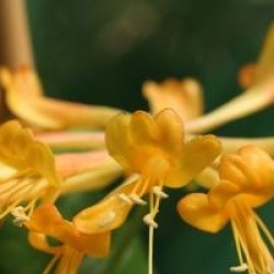Lonicera x tellmanniana