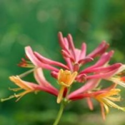 Lonicera x heckrottii 'Gold Flame'