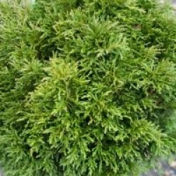 Chamaecyparis lawsoniana 'Green Globe' - Chamaecyparis green globe