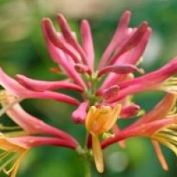 Lonicera x heckrottii 'Gold Flame'