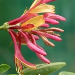 Lonicera x heckrottii 'Gold Flame'