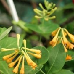 Lonicera x browni 'Honeybelle'