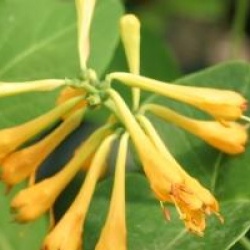 Lonicera x browni 'Honeybelle'