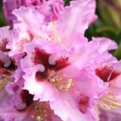Rhododendron 'Kabarett' - Rhododendron Kabarett