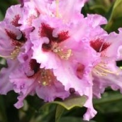 Rhododendron 'Kabarett'