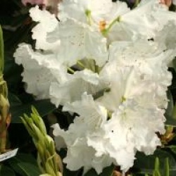 Rhododendron 'Loder's White'