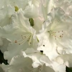 Rhododendron 'Loder's White'
