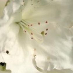 Rhododendron 'Loder's White'