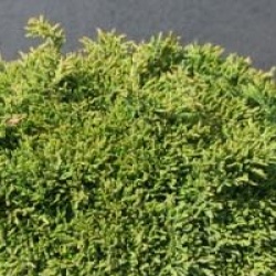 Chamaecyparis lawsoniana 'Green Globe'