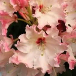 Rhododendron 'Lem's Cameo'