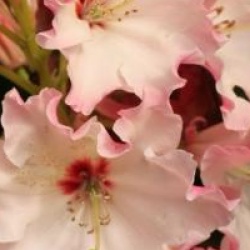 Rhododendron 'Lem's Cameo'