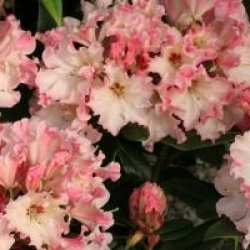 Rhododendron 'Lem's Cameo'