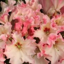 Rhododendron 'Lem's Cameo'
