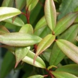 Rhododendron lutescens