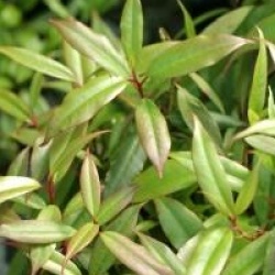 Rhododendron lutescens