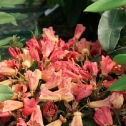 Rhododendron 'Jingle Bells'