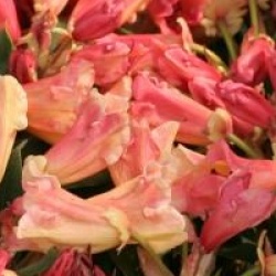 Rhododendron 'Jingle Bells'