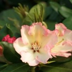 Rhododendron 'Horizon Monarch'