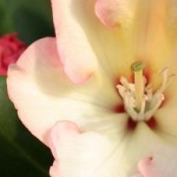 Rhododendron 'Horizon Monarch'