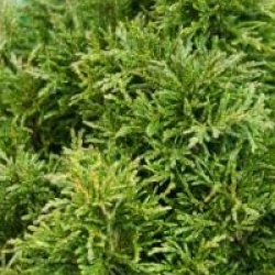 Chamaecyparis lawsoniana 'Green Globe'
