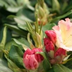 Rhododendron 'Horizon Monarch'