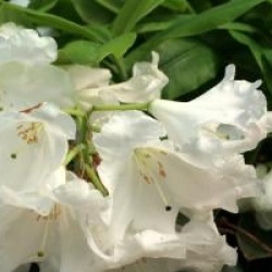 Rhododendron Loderi Group ' Loderi Helen'