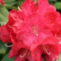 Rhododendron 'Halfdan Lem'