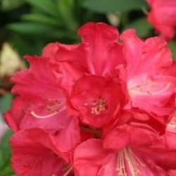 Rhododendron 'Halfdan Lem'
