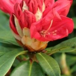 Rhododendron 'Halfdan Lem'