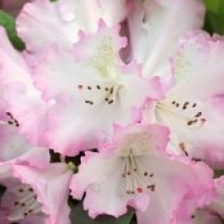 Rhododendron 'Hachmann's Saskia'