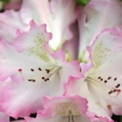 Rhododendron 'Hachmann's Saskia'