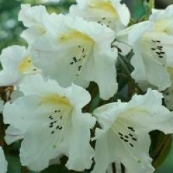 Rhododendron 'Fragrantissimum'