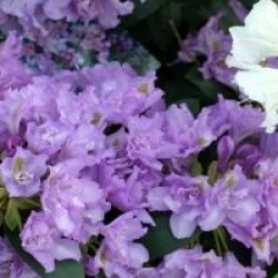 Rhododendron fastuosum 'Flore Pleno'