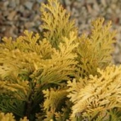 Chamaecyparis lawsoniana 'Minima Aurea'