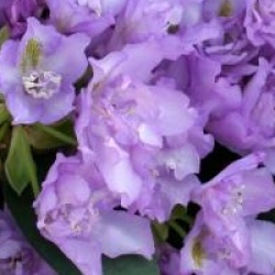 Rhododendron fastuosum 'Flore Pleno'