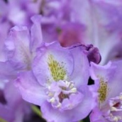 Rhododendron fastuosum 'Flore Pleno'