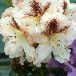 Rhododendron Extraordinaire