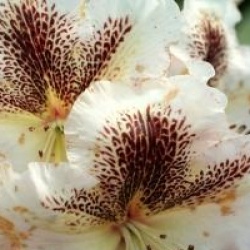 Rhododendron 'Extraordinaire' 