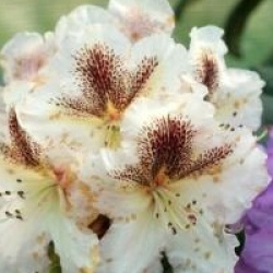 Rhododendron 'Extraordinaire' 