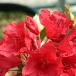 Rhododendron 'Cavalier'