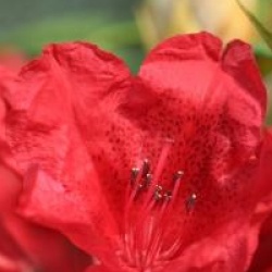 Rhododendron 'Cavalier'